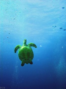 Soaring / Taken on the Duane, Key Largo, FL. This guy hap... by Dave Beedle 